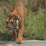 up-news:-पीलीभीत-में-बाघ-के-हमले-से-किसान-की-मौत,-खेत-में-मिला-अधखाया-शव;-इलाके-में-दहशत