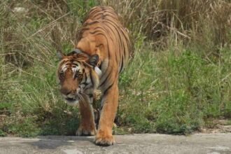 up-news:-पीलीभीत-में-बाघ-के-हमले-से-किसान-की-मौत,-खेत-में-मिला-अधखाया-शव;-इलाके-में-दहशत