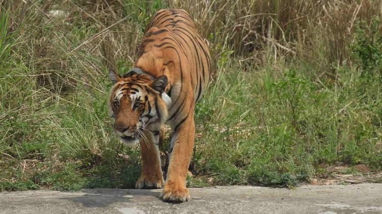 up-news:-पीलीभीत-में-बाघ-के-हमले-से-किसान-की-मौत,-खेत-में-मिला-अधखाया-शव;-इलाके-में-दहशत