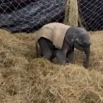 up-news:-पीलीभीत-टाइगर-रिजर्व-में-लाया-गया-बिजनौर-का-नन्हा-हाथी,-माला-रेंज-में-होगी-देखभाल