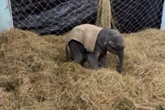 up-news:-पीलीभीत-टाइगर-रिजर्व-में-लाया-गया-बिजनौर-का-नन्हा-हाथी,-माला-रेंज-में-होगी-देखभाल