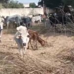 agra:-छुट्टा-पशुओं-से-परेशान-किसानों-ने-स्कूल-परिसर-में-कैद-किए-मवेशी,-अफरातफरी-मची,-प्रशासन-के-हाथ-पांव-फूले