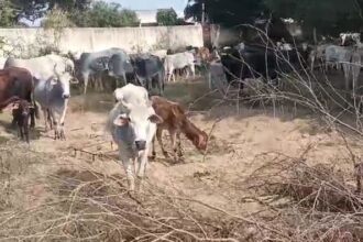 agra:-छुट्टा-पशुओं-से-परेशान-किसानों-ने-स्कूल-परिसर-में-कैद-किए-मवेशी,-अफरातफरी-मची,-प्रशासन-के-हाथ-पांव-फूले