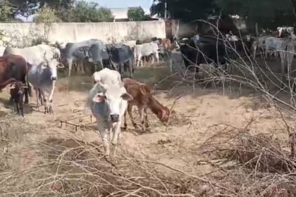 agra:-छुट्टा-पशुओं-से-परेशान-किसानों-ने-स्कूल-परिसर-में-कैद-किए-मवेशी,-अफरातफरी-मची,-प्रशासन-के-हाथ-पांव-फूले