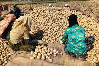 potato-price:-आलू-हुआ-बेहद-सस्ता…किसानों-की-नहीं-निकल-पा-रही-लागत,-जानें-कितना-है-प्रति-किलो-भाव
