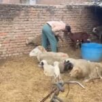 budaun-news:-जंगली-जानवर-ने-बाड़े-में-घुसकर-छह-भेड़ों-को-मार-डाला…-15-घायल;-ग्रामीणों-में-दहशत