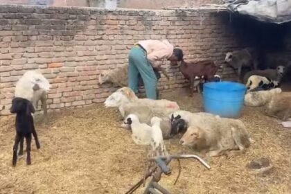 budaun-news:-जंगली-जानवर-ने-बाड़े-में-घुसकर-छह-भेड़ों-को-मार-डाला…-15-घायल;-ग्रामीणों-में-दहशत