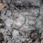 up:-हापुड़-के-गढ़-में-तेंदुए-का-आतंक,-किशोर-समेत-नीलगाय-पर-हमला,-ग्रामीणों-में-दहशत