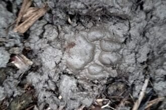 up:-हापुड़-के-गढ़-में-तेंदुए-का-आतंक,-किशोर-समेत-नीलगाय-पर-हमला,-ग्रामीणों-में-दहशत