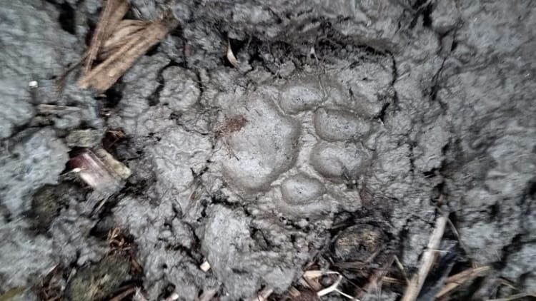 up:-हापुड़-के-गढ़-में-तेंदुए-का-आतंक,-किशोर-समेत-नीलगाय-पर-हमला,-ग्रामीणों-में-दहशत