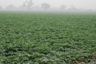 agra:-बेमौसम-बारिश-से-सहमा-सब्जियों-का-राजा,-आगरा-में-आलू-किसानों-की-बढ़ी-धड़कन