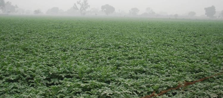 agra:-बेमौसम-बारिश-से-सहमा-सब्जियों-का-राजा,-आगरा-में-आलू-किसानों-की-बढ़ी-धड़कन