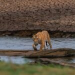 भारत-के-किस-राज्य-को-कहा-जाता-है-टाइगर-स्टेट?-जानें-किस-सीजन-में-बनाएं-यहां-घूमने-का-प्लान!