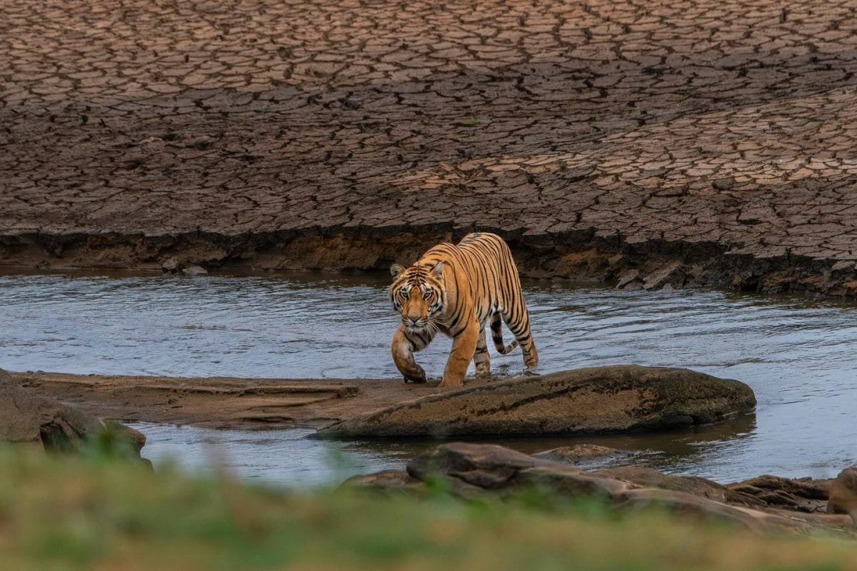 भारत-के-किस-राज्य-को-कहा-जाता-है-टाइगर-स्टेट?-जानें-किस-सीजन-में-बनाएं-यहां-घूमने-का-प्लान!