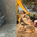 auraiya:-खुले-बोरवेल-में-गिरे-सांड़-को-बुलडोजर-से-सुरक्षित-बाहर-निकाला