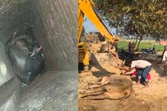 auraiya:-खुले-बोरवेल-में-गिरे-सांड़-को-बुलडोजर-से-सुरक्षित-बाहर-निकाला