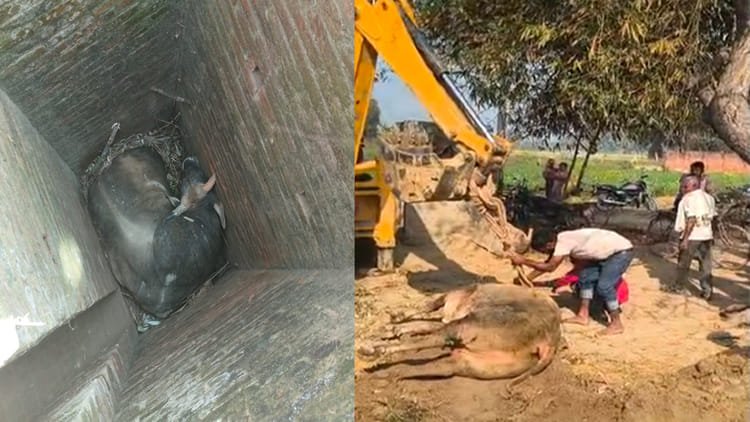 auraiya:-खुले-बोरवेल-में-गिरे-सांड़-को-बुलडोजर-से-सुरक्षित-बाहर-निकाला