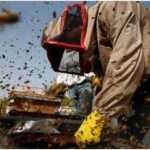 bee-attack-during-cricket-match:-क्रिकेट-मैच-के-दौरान-मधुमक्खियों-का-हमला,-अंपायर-की-मौत;-कई-खिलाड़ी-हुए-घायल