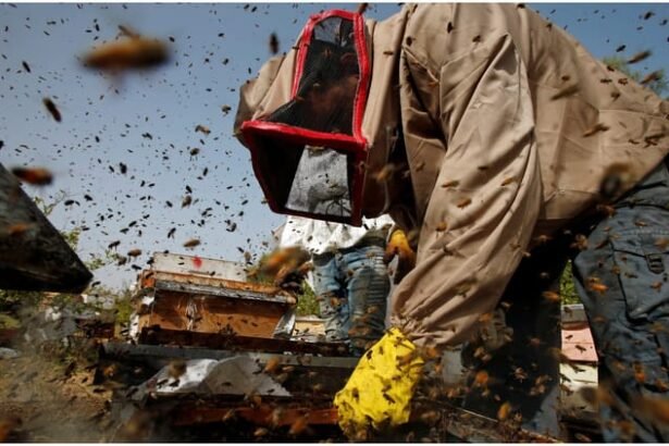 bee-attack-during-cricket-match:-क्रिकेट-मैच-के-दौरान-मधुमक्खियों-का-हमला,-अंपायर-की-मौत;-कई-खिलाड़ी-हुए-घायल