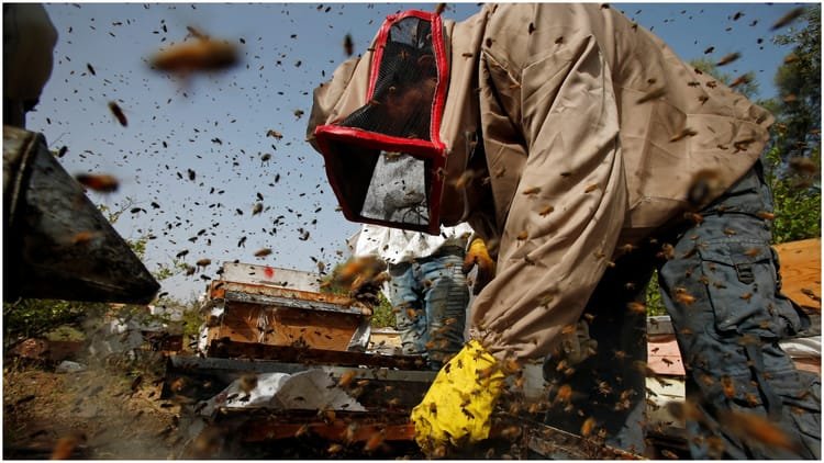 bee-attack-during-cricket-match:-क्रिकेट-मैच-के-दौरान-मधुमक्खियों-का-हमला,-अंपायर-की-मौत;-कई-खिलाड़ी-हुए-घायल