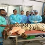 up-news:-आईवीआरआई-की-सर्जिकल-टीम-ने-बाघिन-को-दी-नई-जिंदगी,-सर्जरी-कर-टूटी-हड्डियों-को-जोड़ा