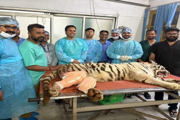 up-news:-आईवीआरआई-की-सर्जिकल-टीम-ने-बाघिन-को-दी-नई-जिंदगी,-सर्जरी-कर-टूटी-हड्डियों-को-जोड़ा