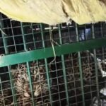 lakhimpur-kheri:-धौरहरा-में-वन-विभाग-के-पिंजरे-में-कैद-हुआ-तेंदुआ,-ग्रामीणों-ने-ली-राहत-की-सांस