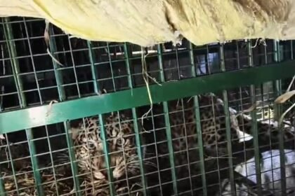 lakhimpur-kheri:-धौरहरा-में-वन-विभाग-के-पिंजरे-में-कैद-हुआ-तेंदुआ,-ग्रामीणों-ने-ली-राहत-की-सांस