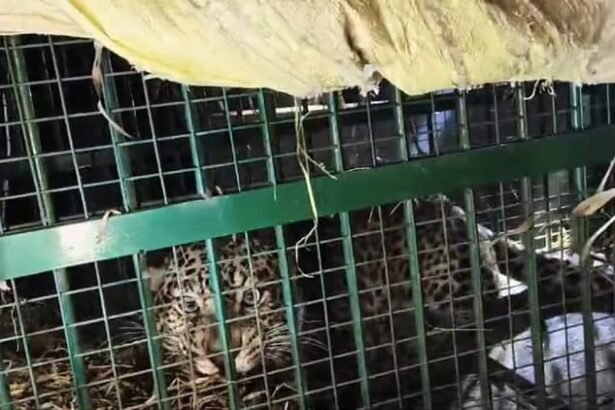 lakhimpur-kheri:-धौरहरा-में-वन-विभाग-के-पिंजरे-में-कैद-हुआ-तेंदुआ,-ग्रामीणों-ने-ली-राहत-की-सांस