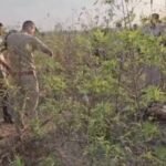 mainpuri:-सड़क-किनारे-मिला-युवक-का-शव,-चेहरे-पर-चोट-के-निशान;-पुलिस-शिनाख्त-के-प्रयास-में-जुटी