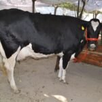 up:-भीषण-गर्मी-में-दुधारू-पशुओं-पर-आया-संकट,-बचाव-के-लिए-तुरंत-अपनाएं-ये-उपाय;-वरना-होगा-भारी-नुकसान