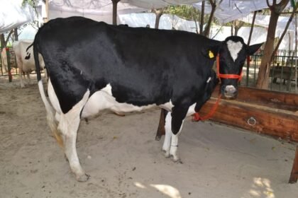 up:-भीषण-गर्मी-में-दुधारू-पशुओं-पर-आया-संकट,-बचाव-के-लिए-तुरंत-अपनाएं-ये-उपाय;-वरना-होगा-भारी-नुकसान