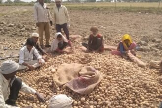 up:-आलू-की-कीमत-6.5-रुपये-प्रति-किलो,-सरकार-ने-तय-किया-दाम;-किसानों-के-सामने-खड़ी-हो-गई-नई-मुसीबत
