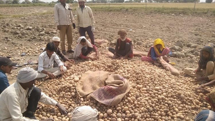 up:-आलू-की-कीमत-6.5-रुपये-प्रति-किलो,-सरकार-ने-तय-किया-दाम;-किसानों-के-सामने-खड़ी-हो-गई-नई-मुसीबत