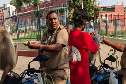 aligarh:-लंगूर-गार्ड-की-सेवा-समाप्त,-वन-विभाग-ने-कराया-आजाद,-बंदर-भगाने-के-लिए-मिलती-थी-हर-महीने-12-हजार-सैलरी