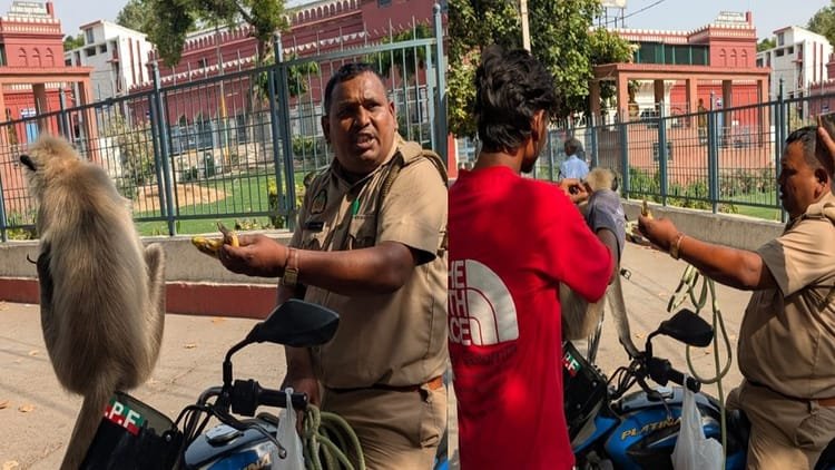 aligarh:-लंगूर-गार्ड-की-सेवा-समाप्त,-वन-विभाग-ने-कराया-आजाद,-बंदर-भगाने-के-लिए-मिलती-थी-हर-महीने-12-हजार-सैलरी