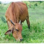 up-news:-जेनेटिक-परीक्षण-से-संवरेंगी-देसी-नस्लें,-बढ़ेगी-पशुपालकों-की-आय,-ये-है-पूरी-योजना