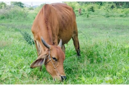 up-news:-जेनेटिक-परीक्षण-से-संवरेंगी-देसी-नस्लें,-बढ़ेगी-पशुपालकों-की-आय,-ये-है-पूरी-योजना