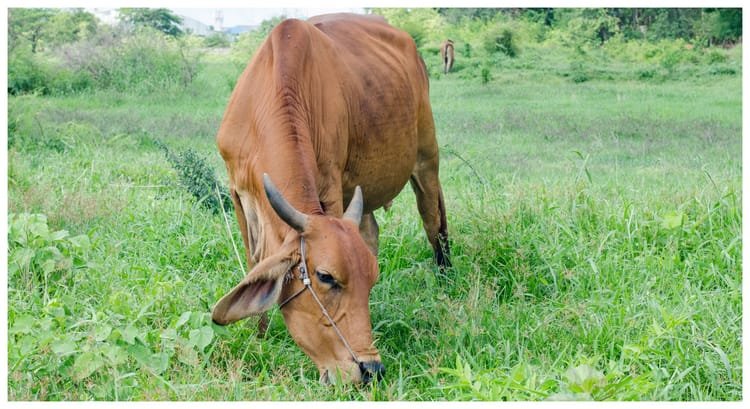 up-news:-जेनेटिक-परीक्षण-से-संवरेंगी-देसी-नस्लें,-बढ़ेगी-पशुपालकों-की-आय,-ये-है-पूरी-योजना