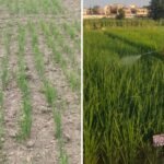 किसानों-के-लिए-जरूरी-खबर:-खेत-की-मिट्टी-चुपचाप-कर-रही-नुकसान,-जानें-कैसे-बढ़ाएं-उत्पादन;-ये-दी-गई-सलाह