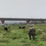 up:-पशुपालक-को-क्या-पता-था,-ऐसा-भी-होता-है…भैंस-ने-यमुना-में-लगाई-एक-डुबकी-और-देने-पड़े-8,300- रुपये