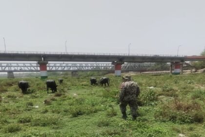 up:-पशुपालक-को-क्या-पता-था,-ऐसा-भी-होता-है…भैंस-ने-यमुना-में-लगाई-एक-डुबकी-और-देने-पड़े-8,300- रुपये