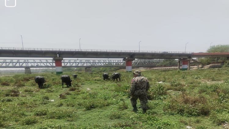 up:-पशुपालक-को-क्या-पता-था,-ऐसा-भी-होता-है…भैंस-ने-यमुना-में-लगाई-एक-डुबकी-और-देने-पड़े-8,300- रुपये