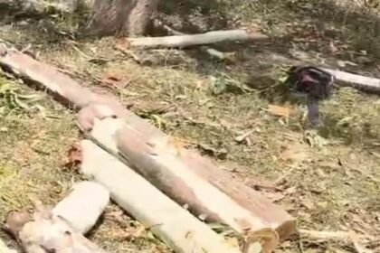 up:-रेलवे-भूमि-पर-दिनदहाड़े-पेड़ों-की-कटान,-मैक्स-में-भरकर-ले-गए-लकड़ी;-नानपुर-मोड़-पर-चली-हरियाली-पर-आरी