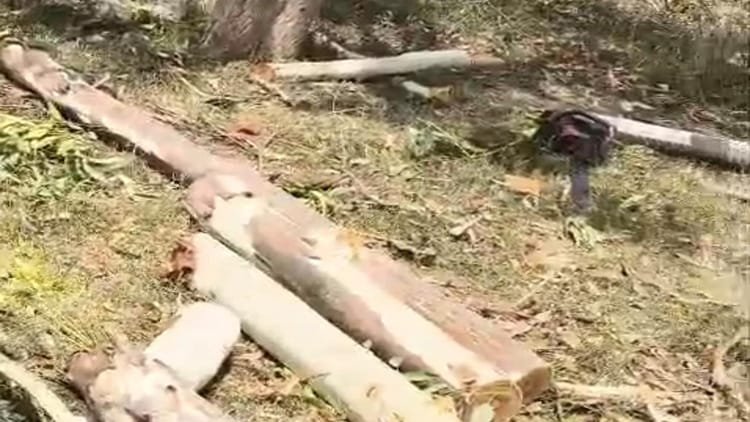 up:-रेलवे-भूमि-पर-दिनदहाड़े-पेड़ों-की-कटान,-मैक्स-में-भरकर-ले-गए-लकड़ी;-नानपुर-मोड़-पर-चली-हरियाली-पर-आरी