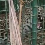 lakhimpur-kheri:-वन-विभाग-के-पिंजरे-में-कैद-हुआ-तेंदुआ,-सिंगहा-खुर्द-इलाके-में-कई-दिनों-से-थी-दहशत