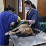 veterinary:-अलीगढ़-में-600-एकड़-सरकारी-भूमि-पर-खुलेगा-वेटरनरी-कॉलेज,-बनेंगे-वृहद-गो-संरक्षण-कें-पशु-चिकित्सालय