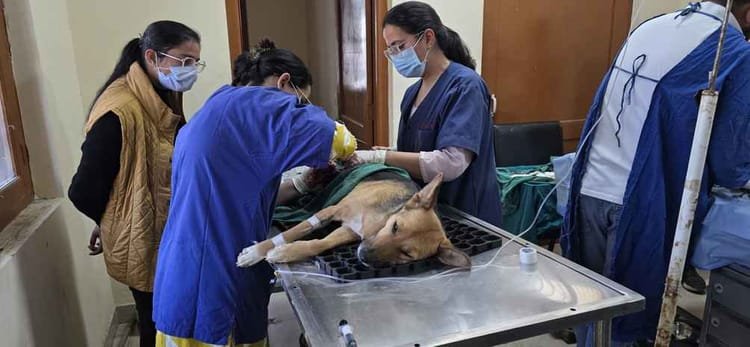 veterinary:-अलीगढ़-में-600-एकड़-सरकारी-भूमि-पर-खुलेगा-वेटरनरी-कॉलेज,-बनेंगे-वृहद-गो-संरक्षण-कें-पशु-चिकित्सालय