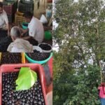 up:-जामुन-की-बागवानी-से-बदली-तस्वीर,-हर-साल-लाखों-कमा-रहे-किसान;-दिल्ली-तक-पहुंच-रही-कुकथला-की-उपज