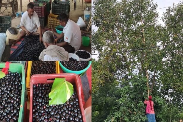 up:-जामुन-की-बागवानी-से-बदली-तस्वीर,-हर-साल-लाखों-कमा-रहे-किसान;-दिल्ली-तक-पहुंच-रही-कुकथला-की-उपज